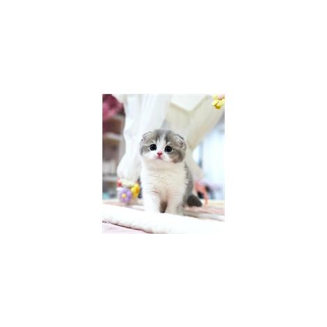 Munchkin Cat For Sale Munchkin Cat For Sale