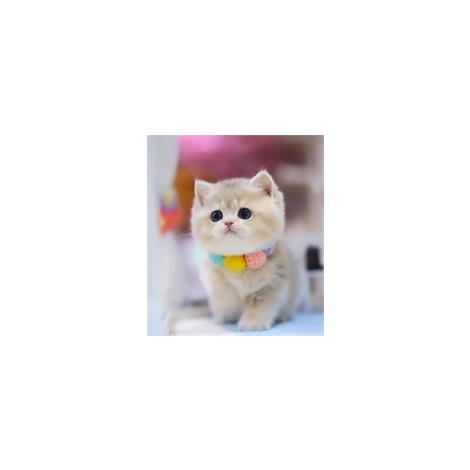  Munchkin kittens for sale